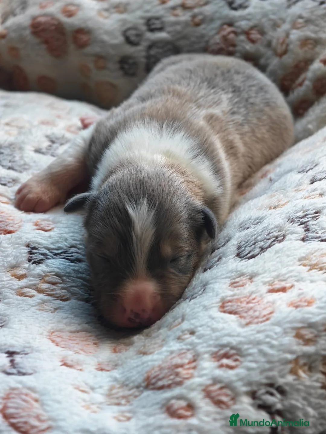 Border Collie perros en venta: HEMBRA DISPONIBLE - Anuncio 7