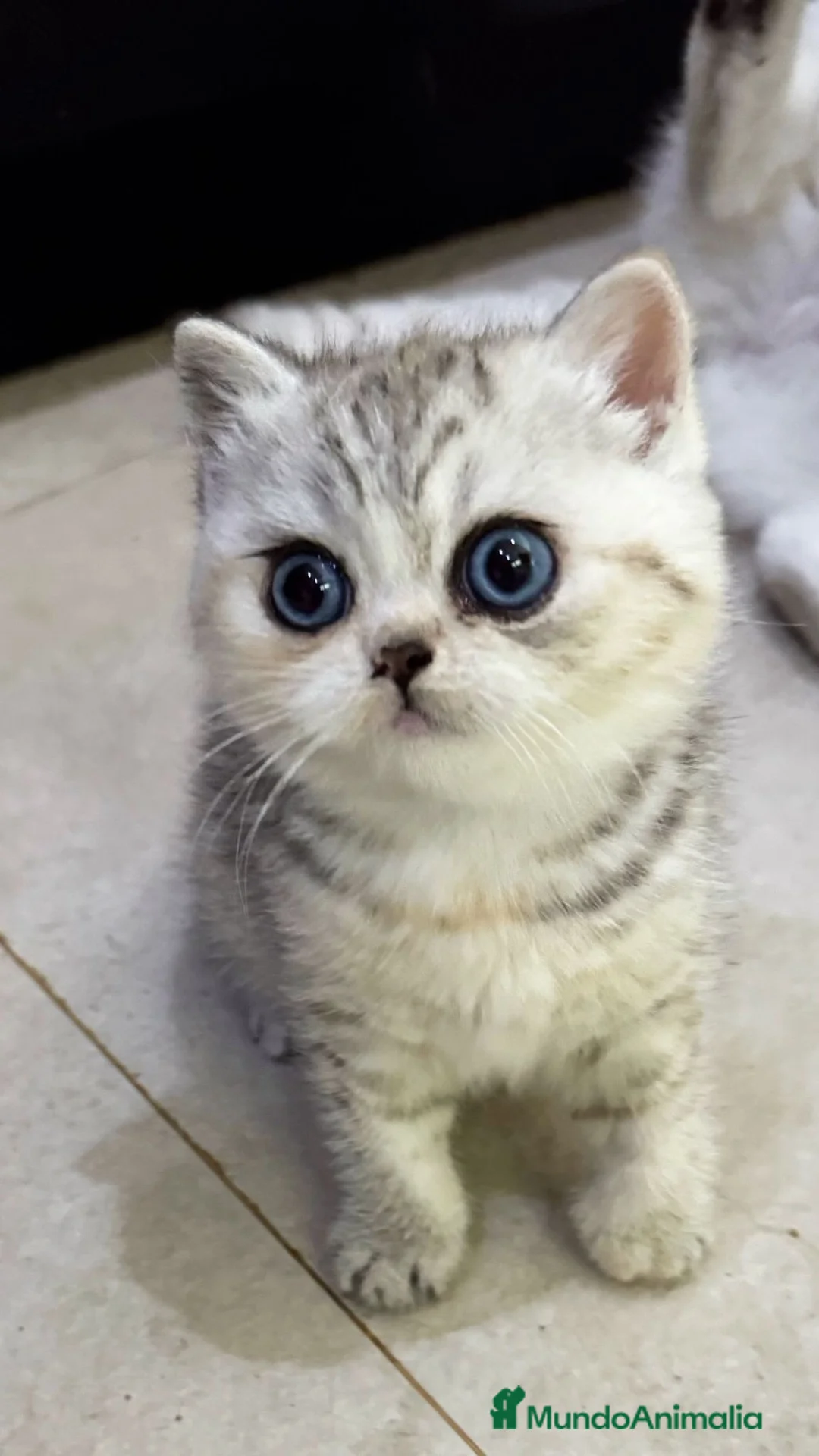 Británico de Pelo Corto gatos en venta: Cachorro British Shorthair  - Anuncio 2