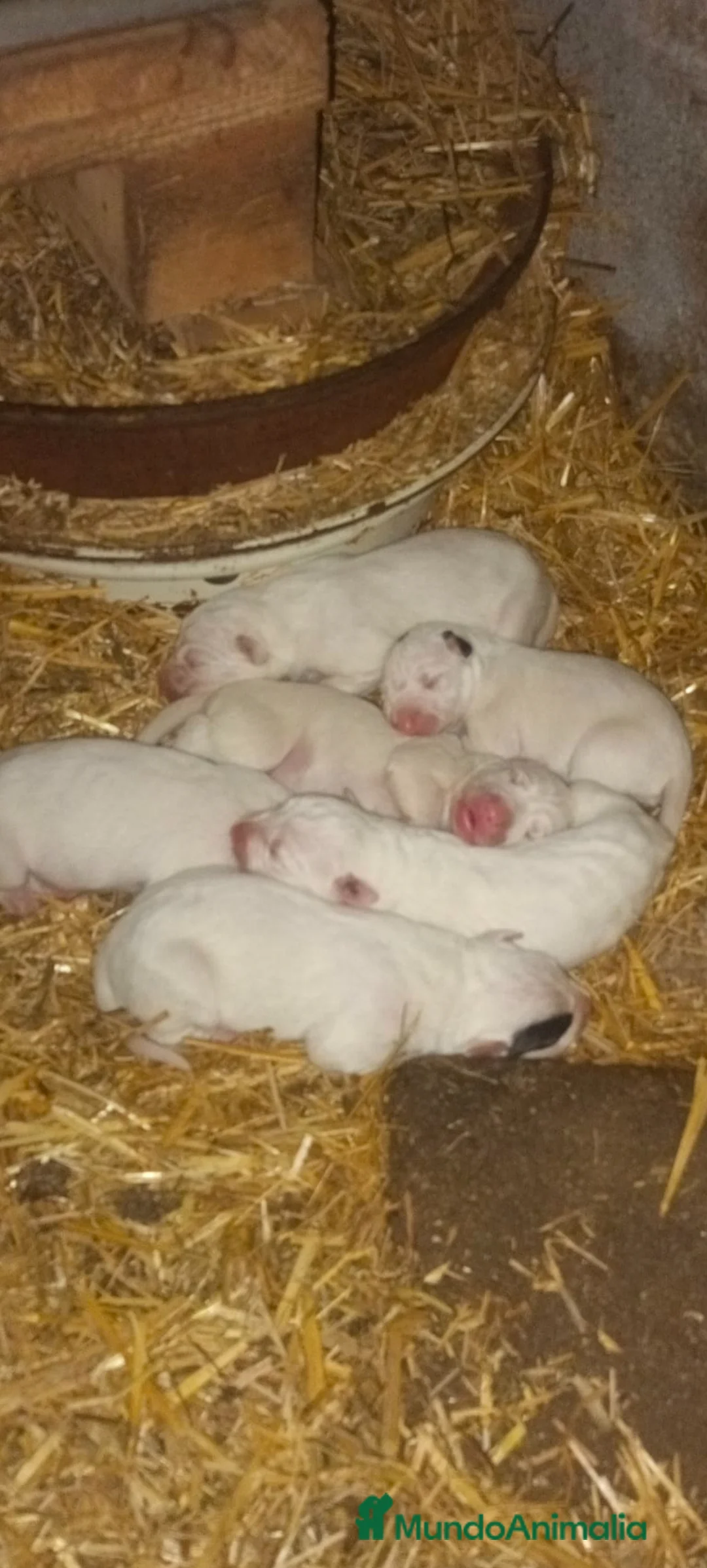 Dogo Alemán perros en venta: Dogo argentino  - Anuncio 1