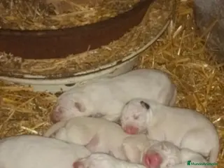 Dogo Alemán perros Dogo argentino - Anuncio 1