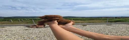 Caniche Toy perros en venta: ❤️ Caniche Toy Rojo Muy Pequeñito  en Ourense - Anuncio 5