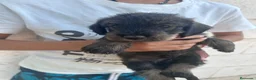 Teckel perros en venta: Teckel pelo duro Sevilla - Anuncio 5