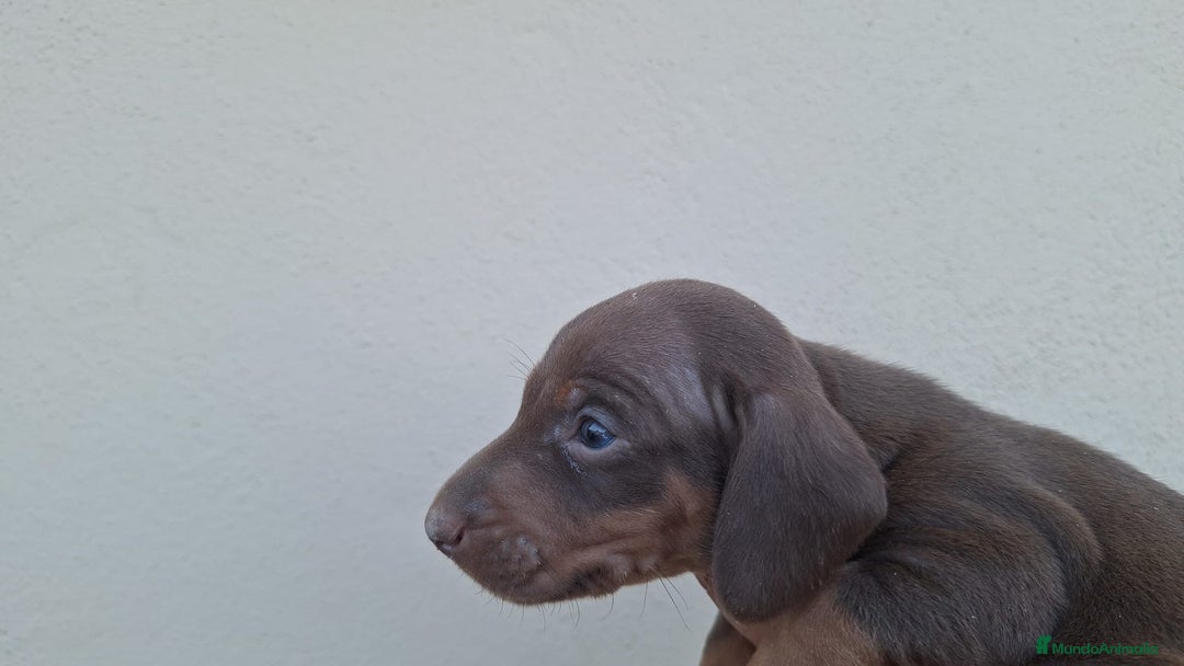 Teckel perros en venta: Teckel Chocolate - Imagen 2