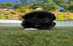Perro de Agua Español perros en venta: PERRO DE AGUA HEMBRA - Imagen 16