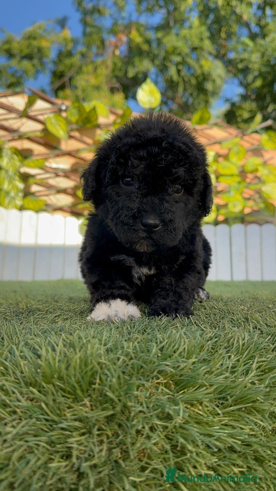 Perro de Agua Español perros en venta: PERRO DE AGUA HEMBRA - Imagen 16