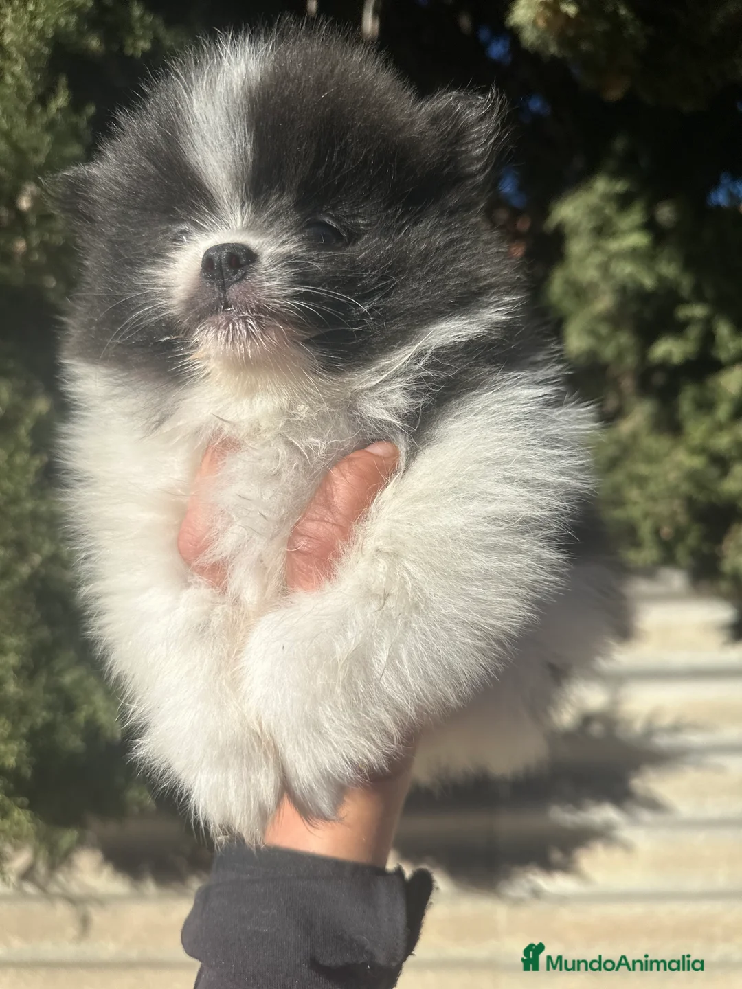 Pomerania perros en venta: POMERANIA RUSO DISONIBLE - Anuncio 2