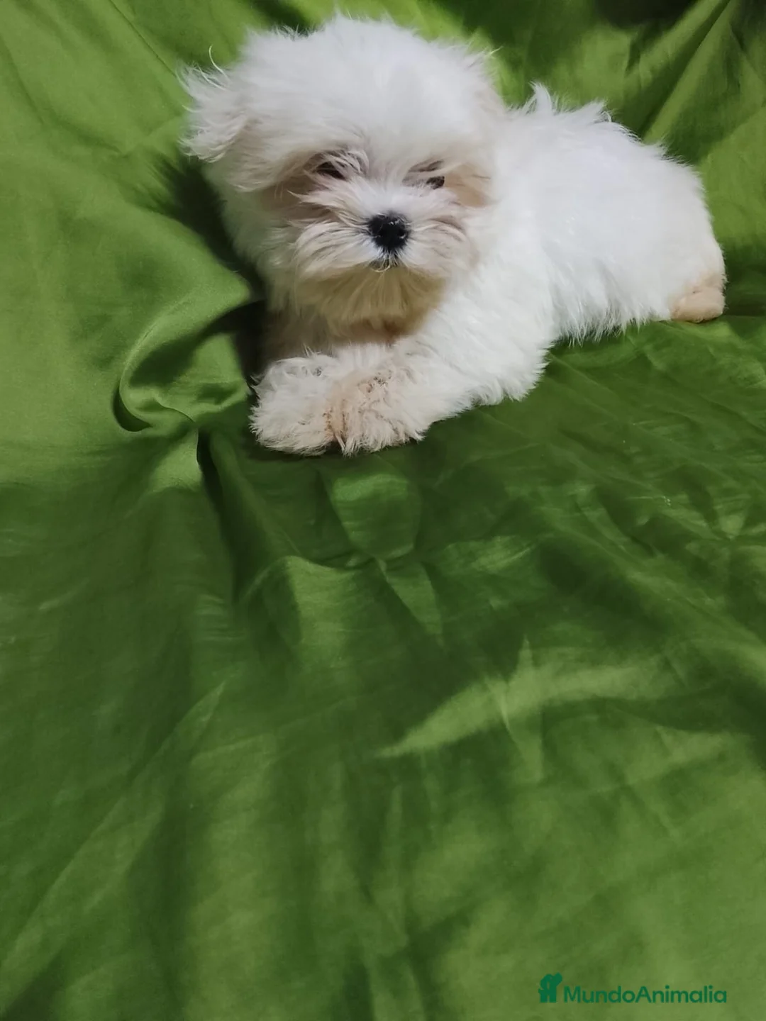 Bichón Maltés perros en venta: Bichón maltés  - Anuncio 2