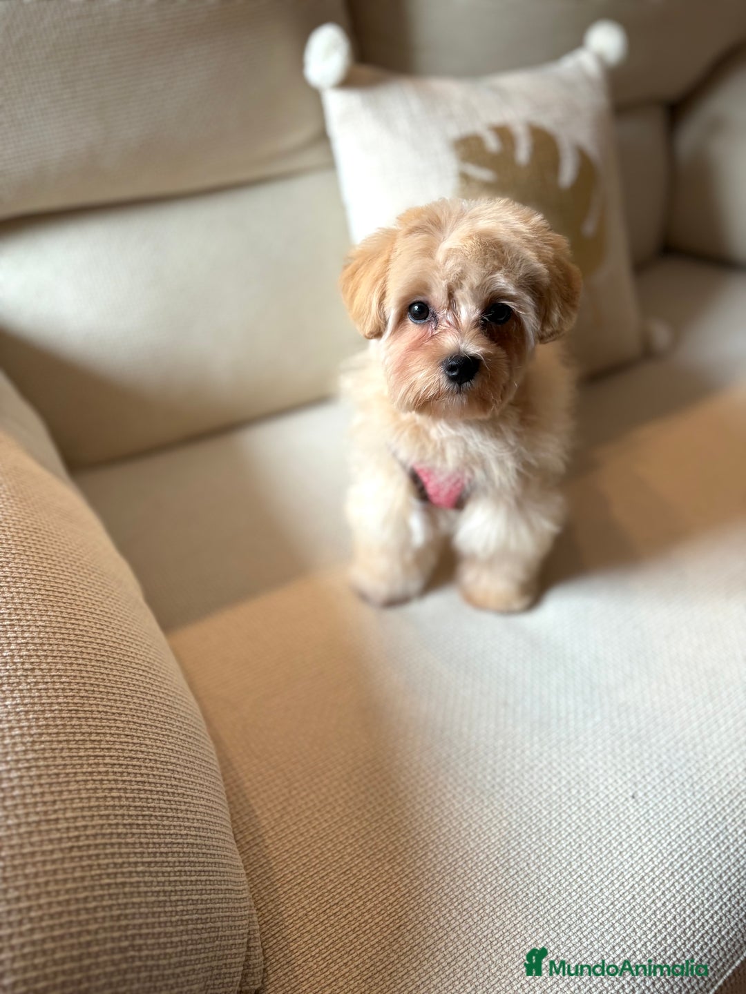Maltipoo perros en venta: Maltipoo Toy tamaño garantizado  - Imagen 5