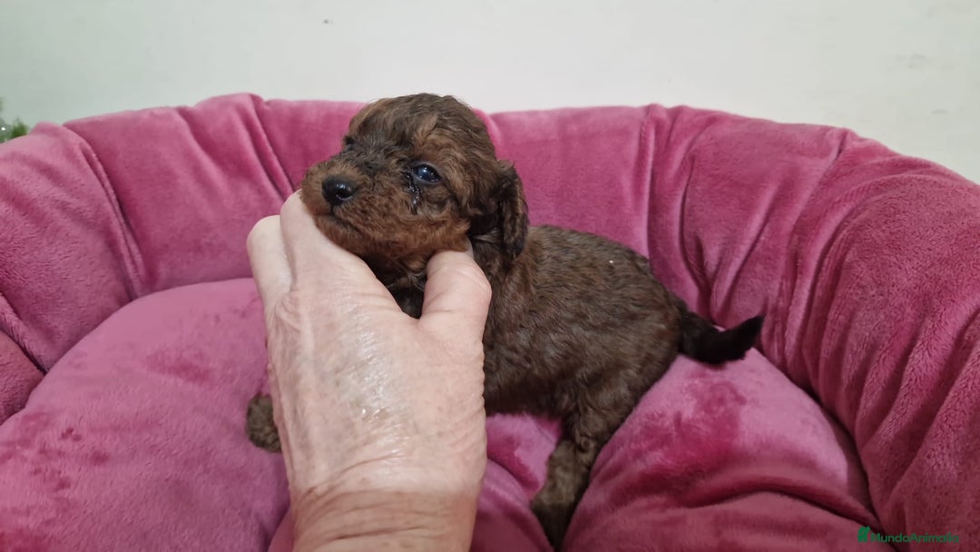 Caniche Toy perros en venta: Caniche Toy - Anuncio 9