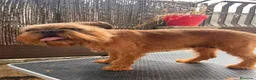 Petit Brabançon perros en venta: Petit Brabançon  - Anuncio 1