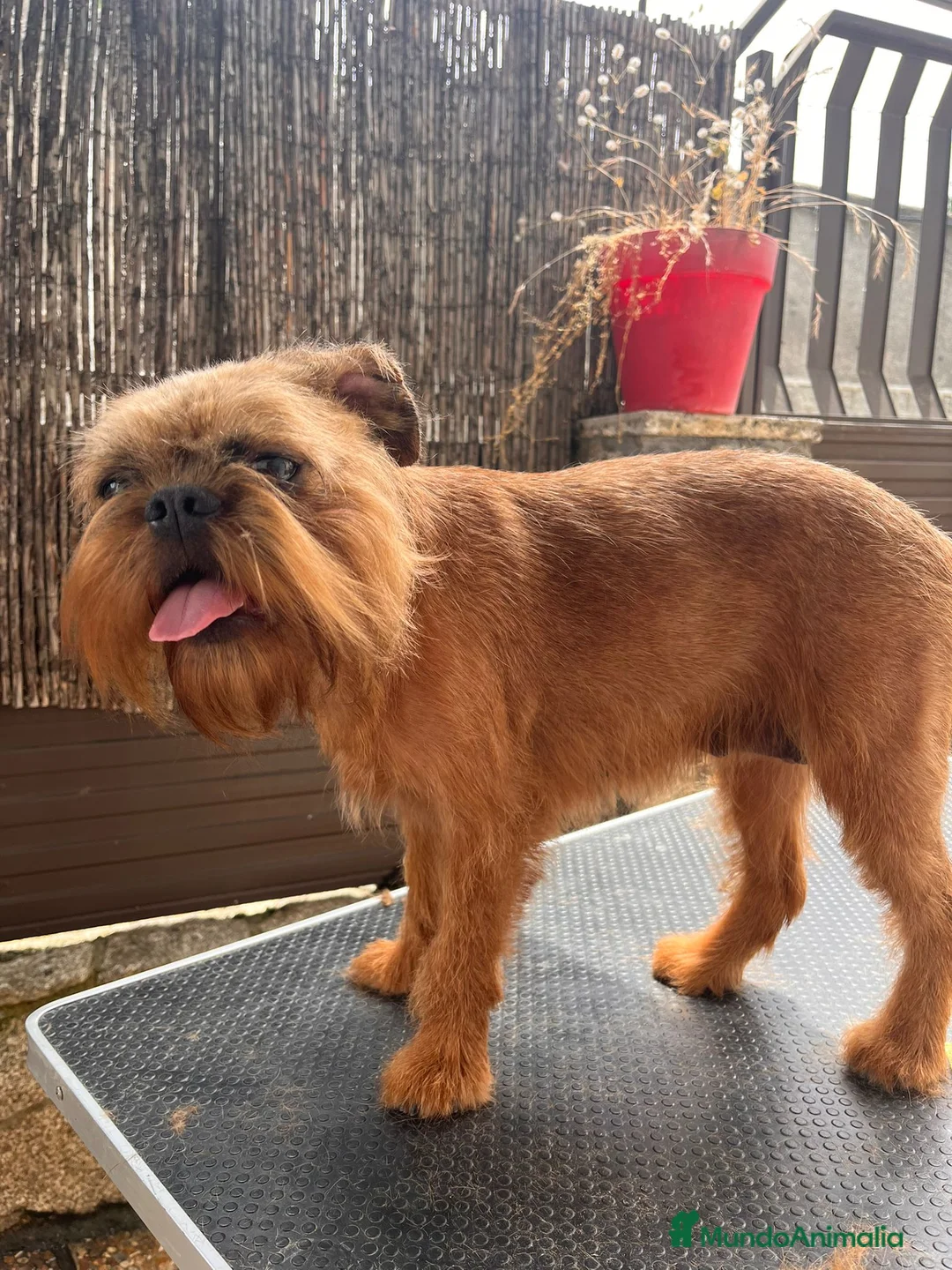 Petit Brabançon perros en venta: Petit Brabançon  - Anuncio 1