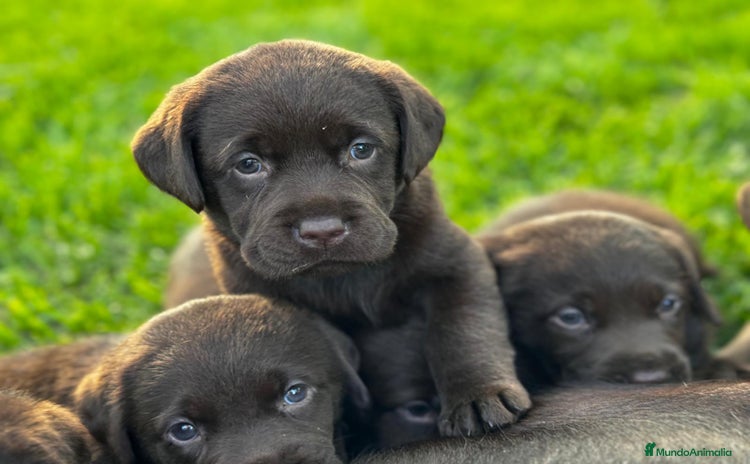 Labrador Retriever perros - Anuncio 1