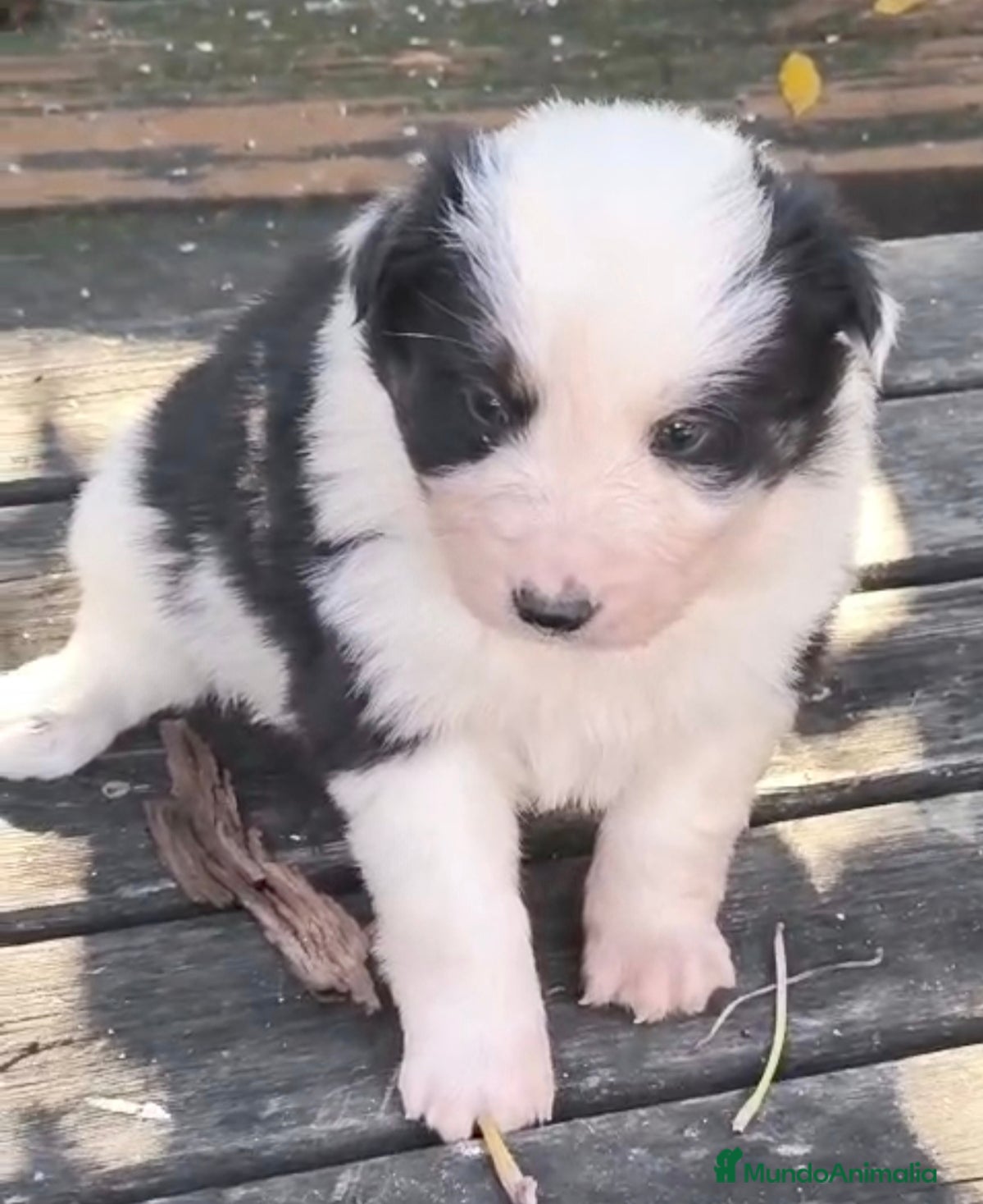 Border Collie perros Border collie - Anuncio 12