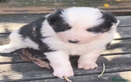 Border Collie perros en venta: Border collie - Anuncio 1