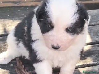 Border Collie perros Border collie - Anuncio 1