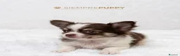 Chihuahua perros en venta: CHIHUAHUA PELO LARGO TONOS CHOCOLATE - Anuncio 1