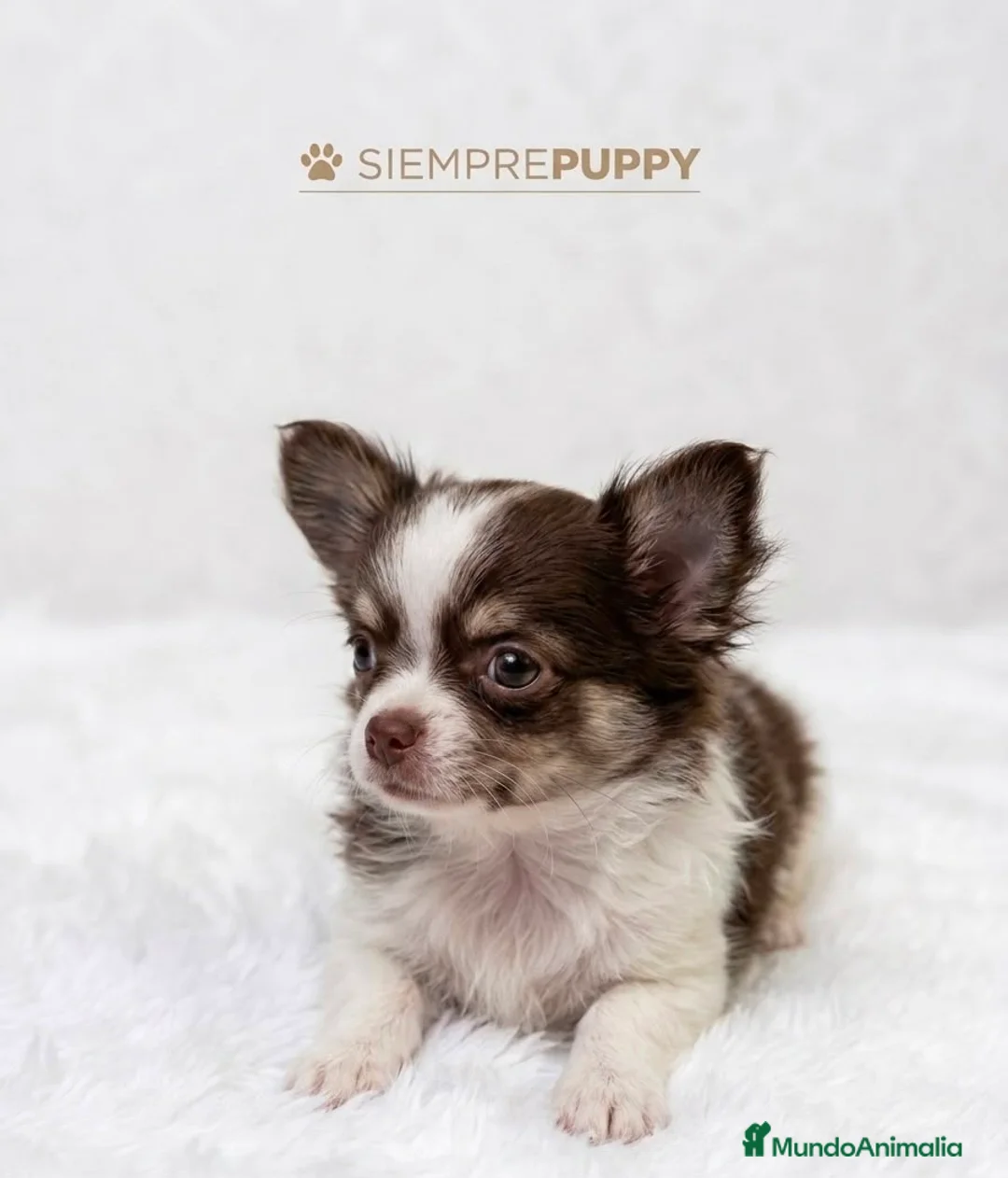 Chihuahua perros en venta: CHIHUAHUA PELO LARGO TONOS CHOCOLATE - Anuncio 1