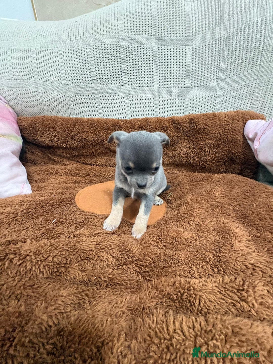 Chihuahua perros en venta: Impresionante Chihuahua blue - Anuncio 3