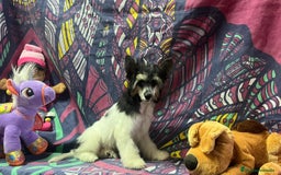 Perro Crestado Chino perros en venta: Crestado chino - Imagen 4