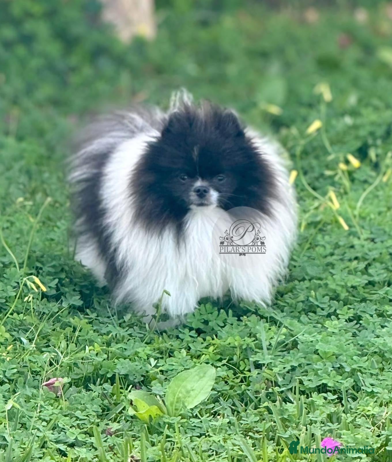 Pomerania perros en venta: Pomeranias exclusivos / alta selección  - Anuncio 1