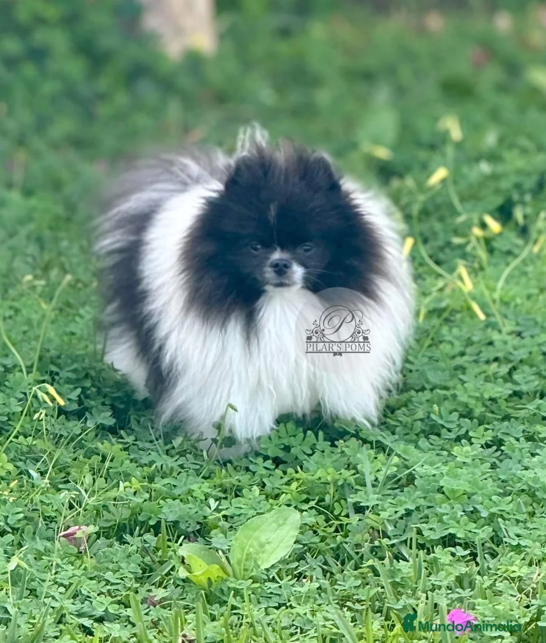 Pomerania perros en venta: Pomeranias exclusivos / alta selección  - Anuncio 1