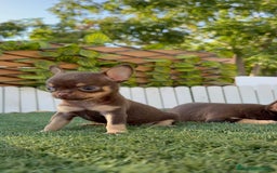 Chihuahua perros en venta: CHIHUAHUA MACHO - Imagen 16