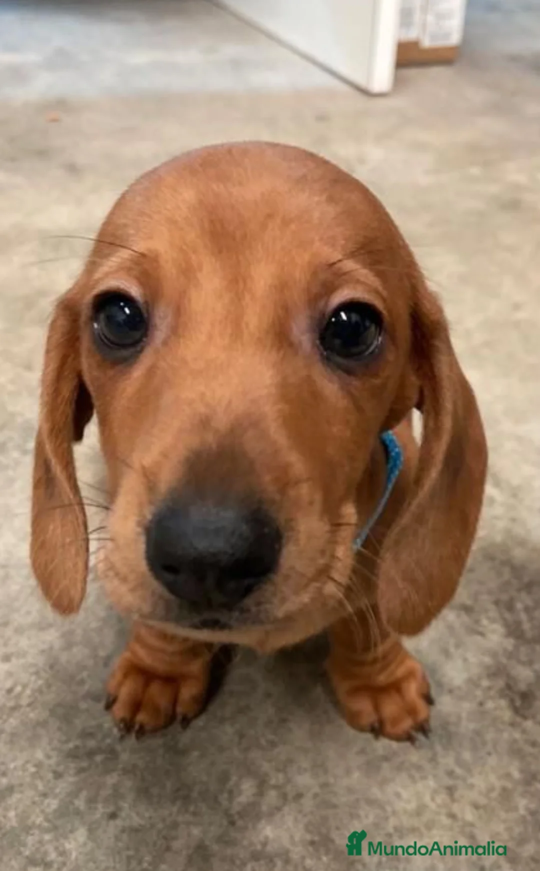 Teckel perros en venta: Excelentes Teckel Kaninchen y mini  en Valencia - Anuncio 1