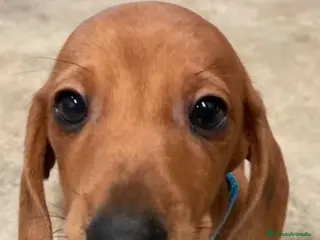 Teckel perros Excelentes Teckel Kaninchen y mini en Valencia - Anuncio 1