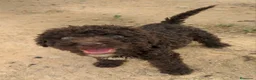 Perro de Agua Español perros en venta: Preciosos cachorros de Perro de Agua - Anuncio 7