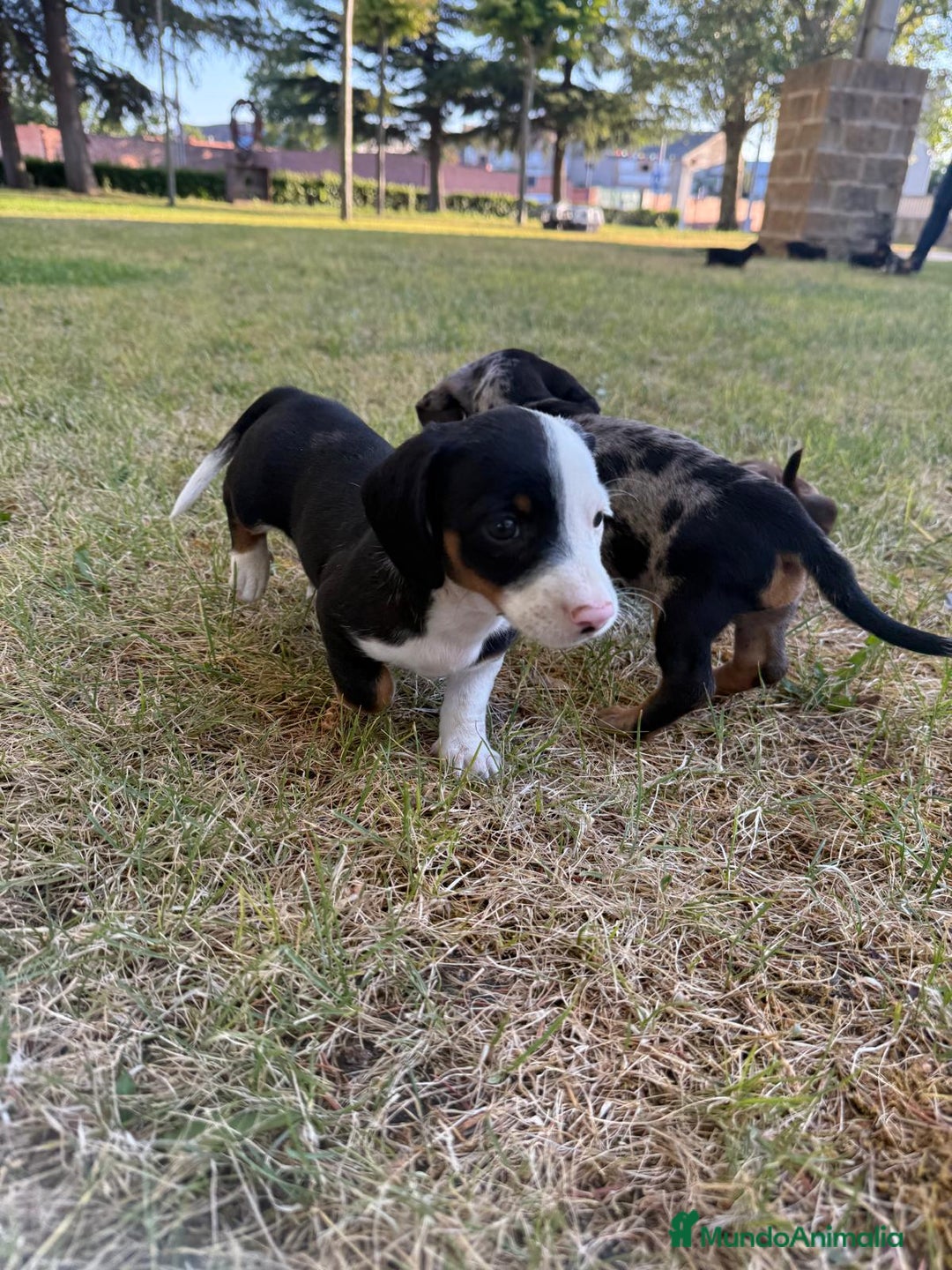 Teckel Miniatura perros en venta: TECKEL CHOCOLATE MINI - Imagen 4