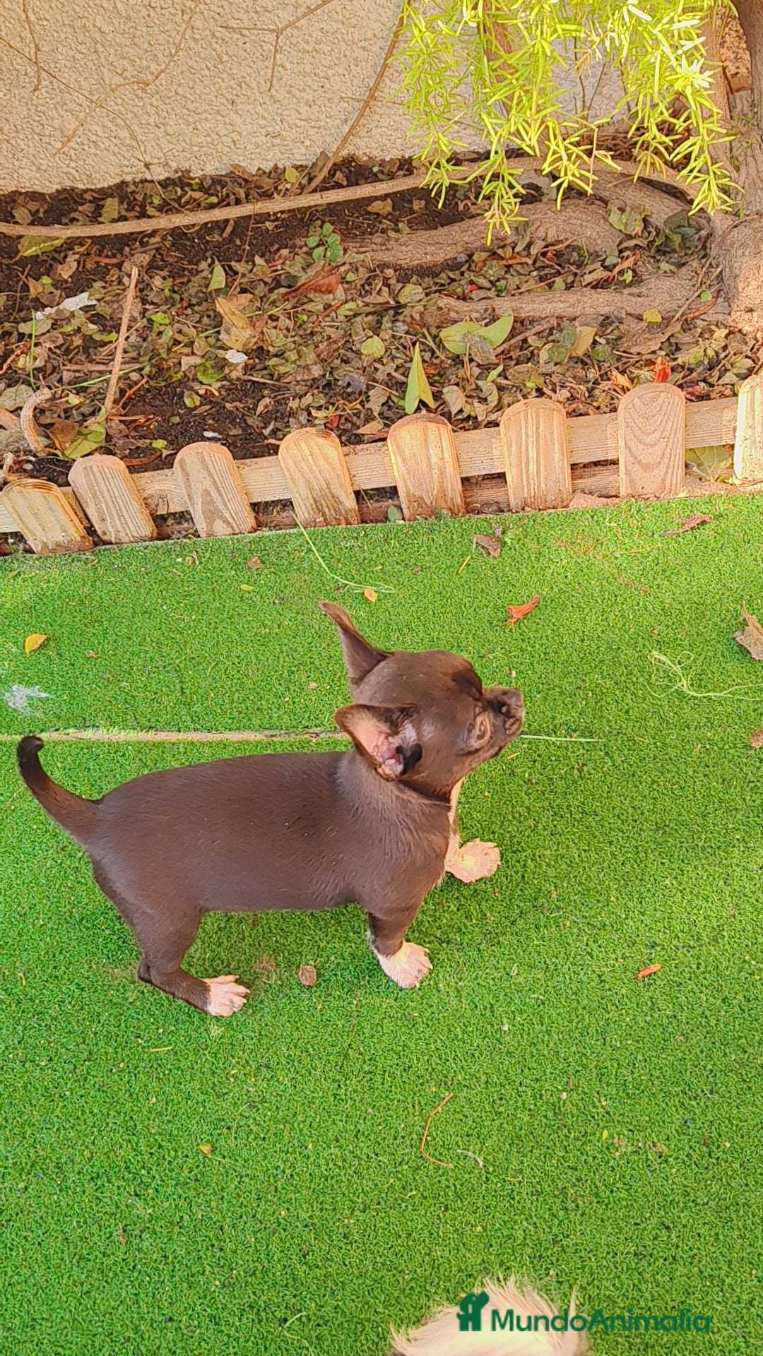 Chihuahua perros en venta: Chihuahua macho micro toy chocolate  - Anuncio 2