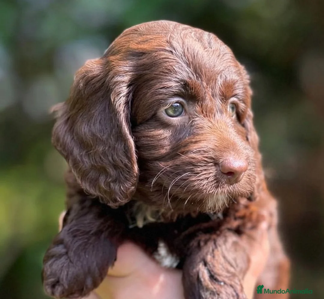 Labradoodle perros en venta: Labradoodle únicos  - Anuncio 16