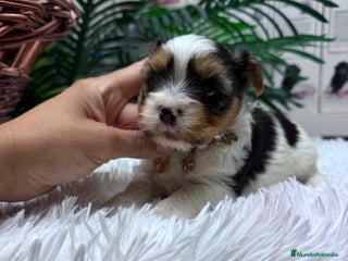 Yorkshire Terrier perros YORKSHIRE BIEWER HEMBRA - Anuncio 3