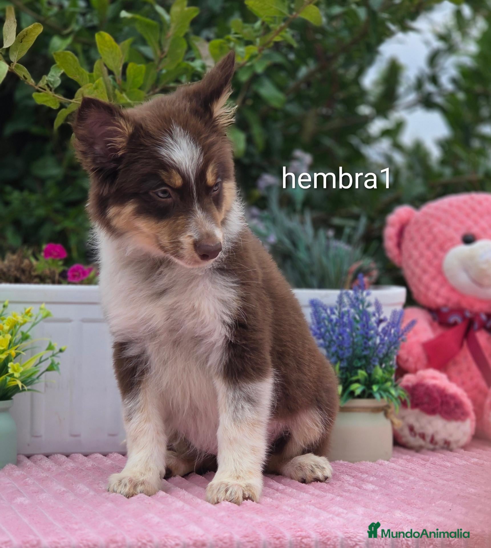 Border Collie perros Border collie red. Listos para entregar  - Anuncio 27