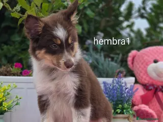 Border Collie perros Border collie red. Listos para entregar - Anuncio 27