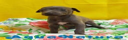 Pequeño Lebrel Italiano perros en venta: Lebrel Italiano Macho 8998 AQUANATURA - Anuncio 4
