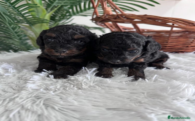 Caniche Toy perros - Anuncio 3