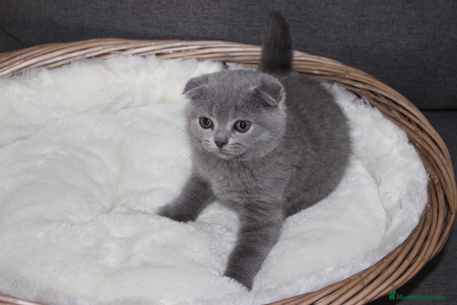 Scottish Fold gatos Adorables Scotthis blue en Madrid - Anuncio 2