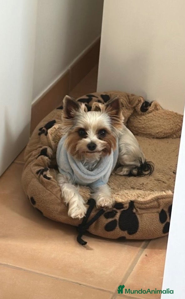 Biewer Yorkshire Terrier a la Pom Pon perros una linda niña Yorkshire - Anuncio 5