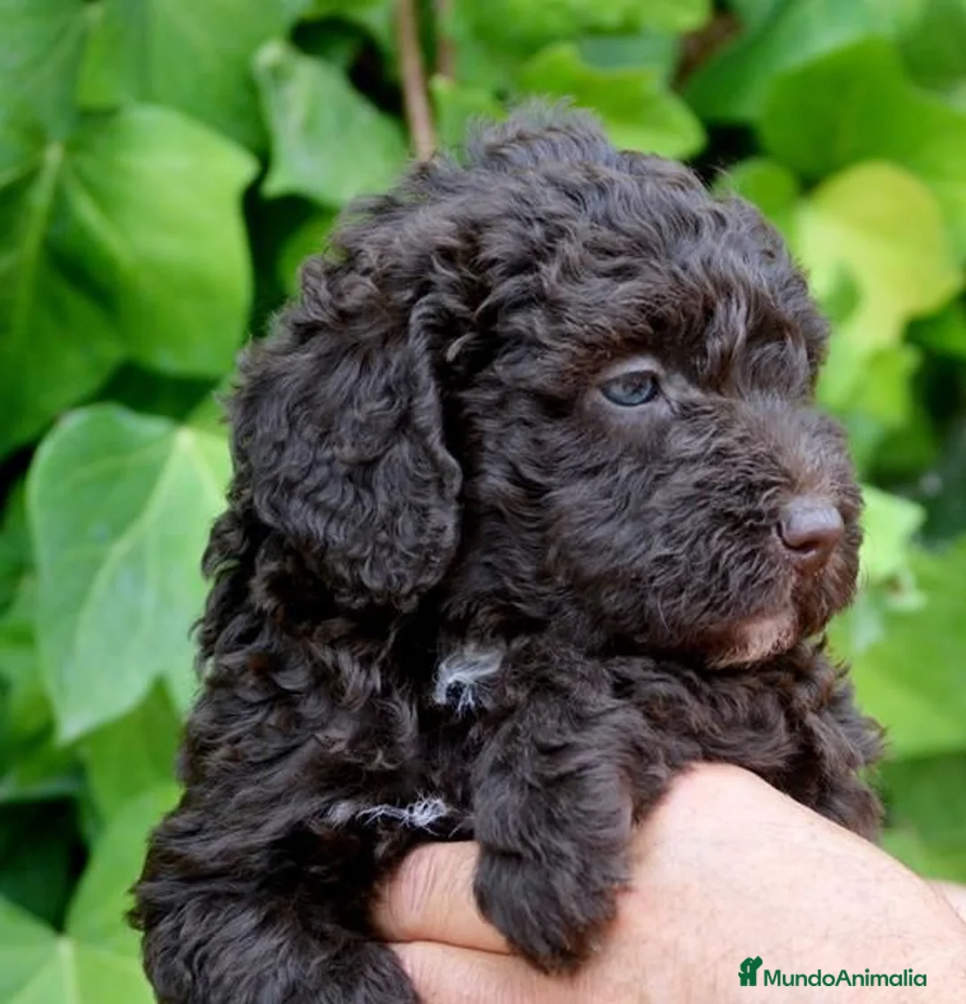 Perro de Agua Español perros en venta: CACHORRO DE PERRO DE AGUA  - Anuncio 2