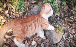 Munchkin gatos en venta: Machito munchkin scottish kilt disponible! - Imagen 2
