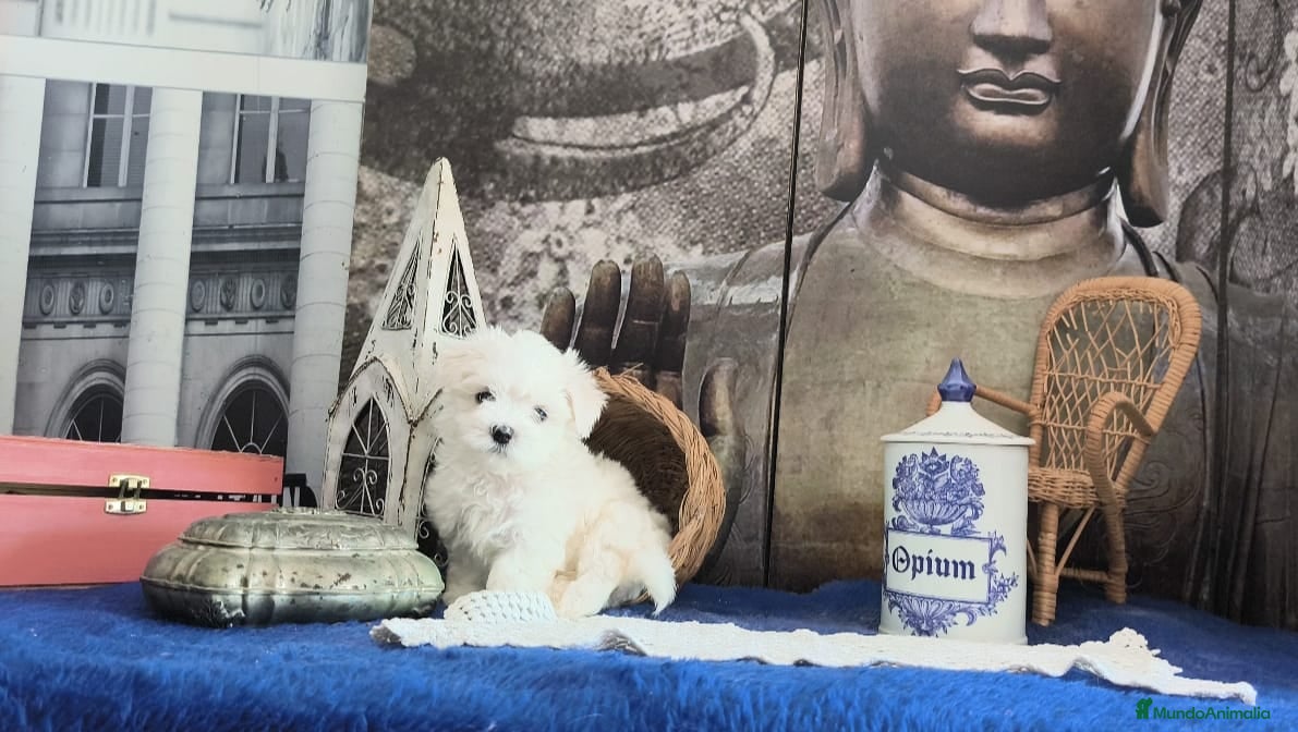 Bichón Maltés perros Bichon maltes - Anuncio 6