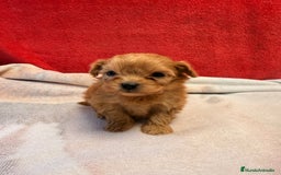 Shihpoo perros en venta: Preciosos ShihPoos de varios colores - Imagen 1