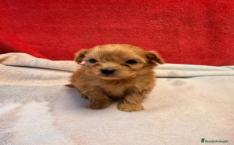Shihpoo perros - Anuncio 1