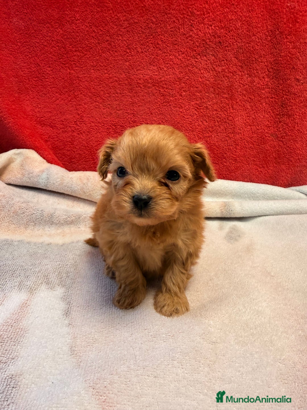 Shihpoo perros en venta: Preciosos ShihPoos de varios colores - Imagen 1