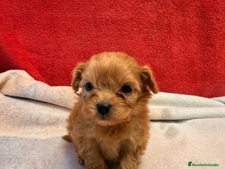 Shihpoo perros - Anuncio 2