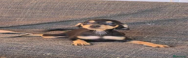 Pinscher Miniatura 1