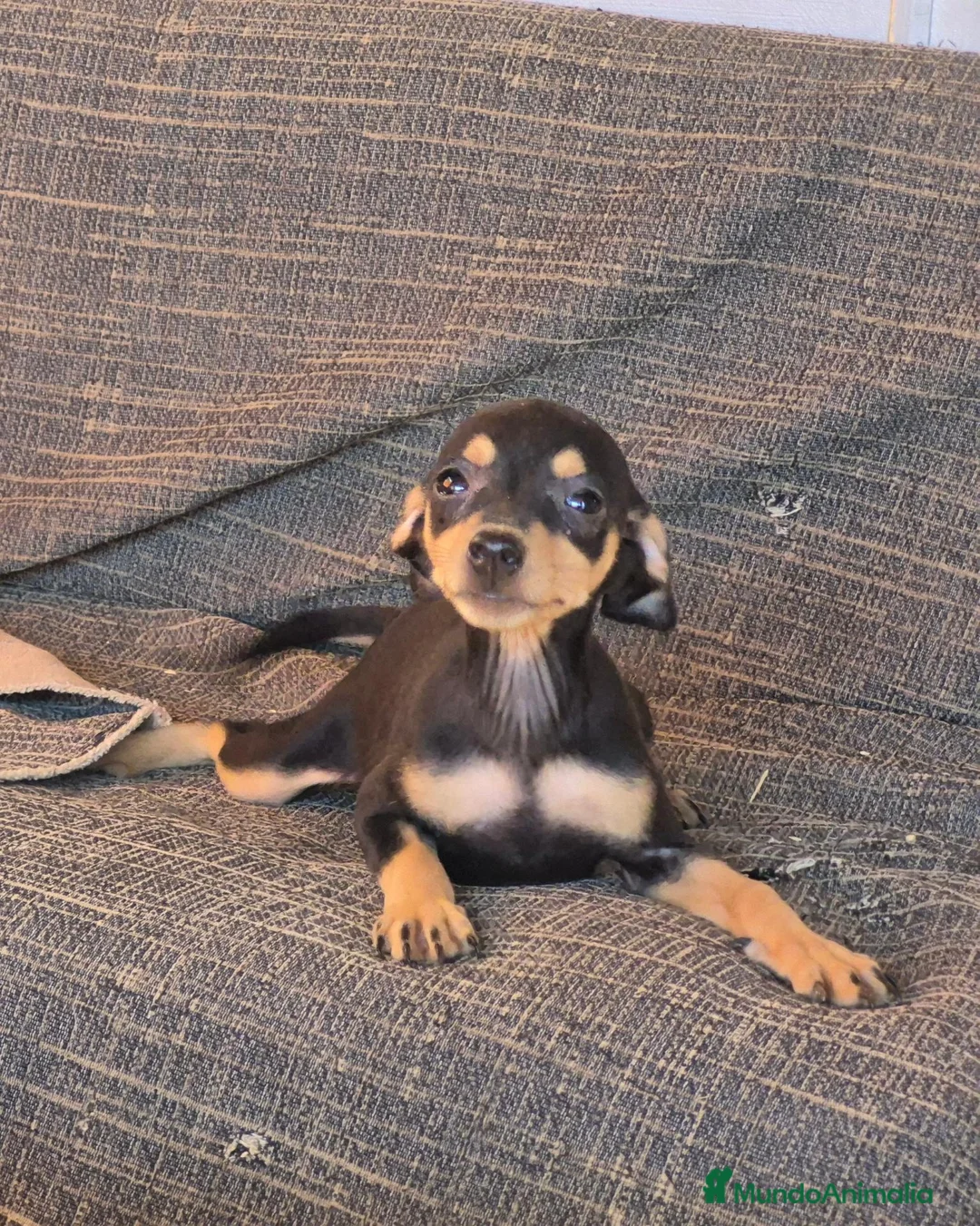Pinscher Miniatura perros en venta: Cachorros Pincher Miniatura Negro y fuego  - Anuncio 3