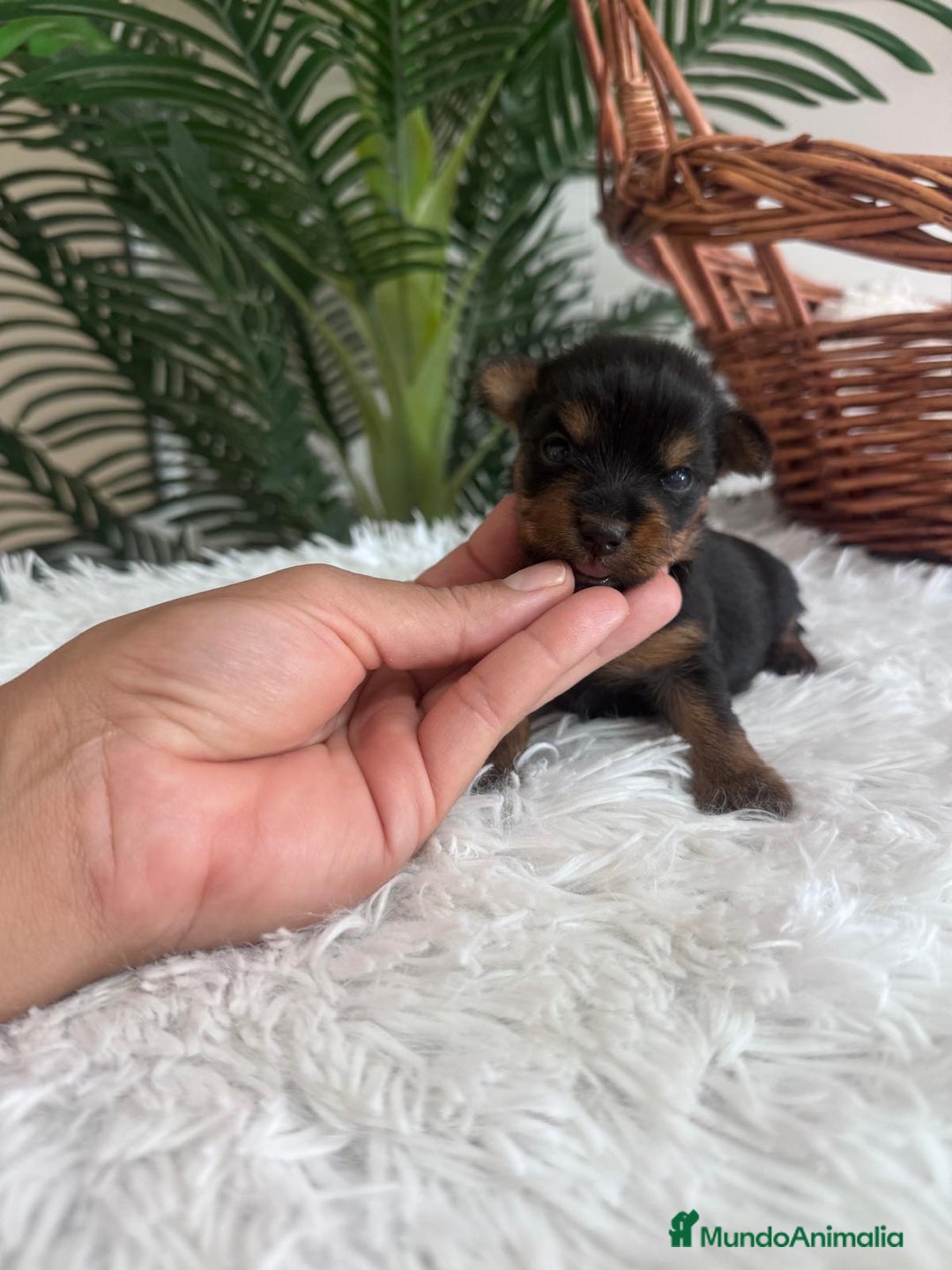 Yorkshire Terrier perros en venta: YORKSHIRE TERRIER - Imagen 18