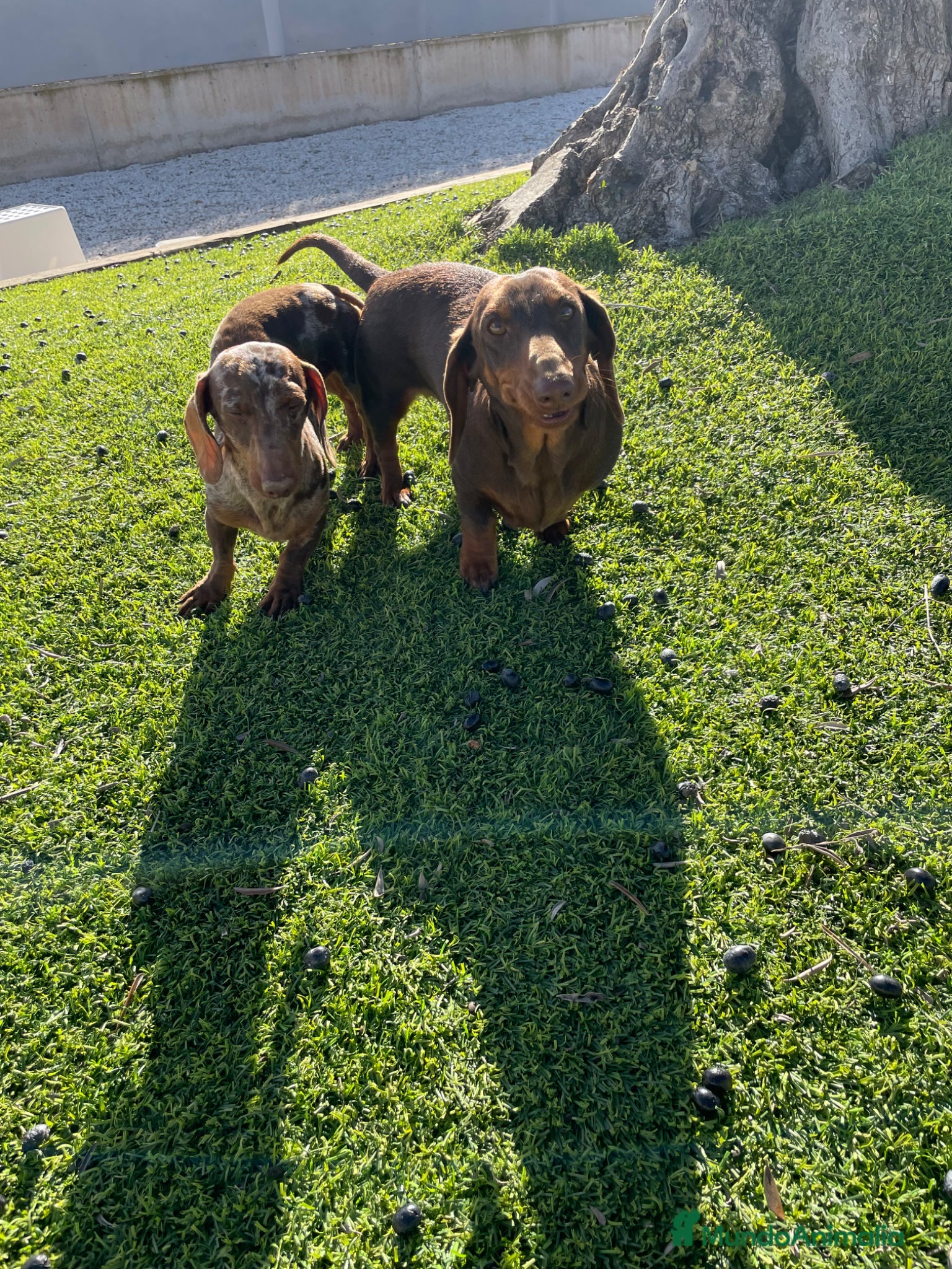 Teckel Miniatura perros en venta: Cachorros Teckel miniatura  - Anuncio 5
